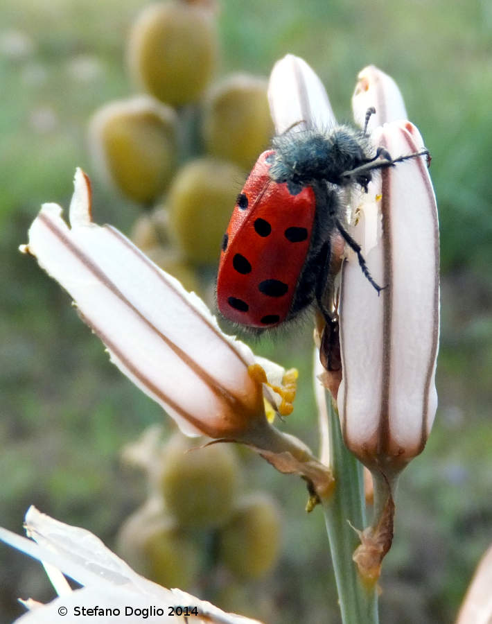 Mylabris hemprichi, Meloidae, tra Marrakech e l''Atlante